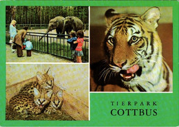 ! DDR Ansichtskarte Tierpark Cottbus, Elefanten, Elephants, Tiger, Zoo - Tigres