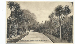 Postcard  Cornwall Unused Palm Avenue Morrab Gardens Penzance - St.Ives