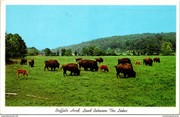 Kentucky/Tennessee Buffalo Herd American Bison 1979 - Sonstige & Ohne Zuordnung