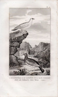 Gravure Buffon Le Galopède De La Baie D'hudson - Prints & Engravings