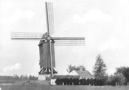 E256 - Zingem Kruisem Oudste Molen Van België - Molen - Moulin - Mill - Mühle - Zingem