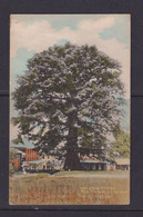 SIERRA LEONE - Cotton Tree Westmoreland Street Freetown Vintage Unused Postcard - Sierra Leone