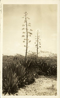 Aruba, N.W.I., Unknown Plants (1940s) RPPC Postcard - Aruba