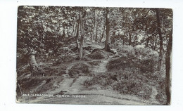 Devon Postcard  Ilfracombe Comyn Woods Posted 1911 Rp - Ilfracombe