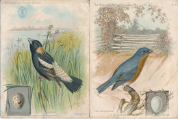 Lot De 5 Chromos The America Singer Series  Oiseaux Et Oeufs Illustrateur JL Ridgway 1898 - Andere & Zonder Classificatie