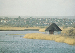 RSPB Radipole Lake Reserve Bedfordshire Postcard - Sonstige & Ohne Zuordnung