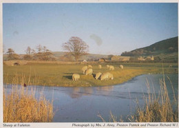 Farleton Sheep Farming Durham Womens Institute Postcard - Altri & Non Classificati