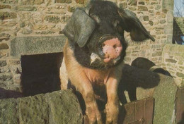 Saddleback Pig At Restored Home Farm Beamish Durham Farming Event Postcard - Altri & Non Classificati