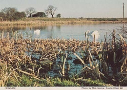 Wingate Ducks Swans Geese Durham Womens Institute Rare Photo Postcard - Altri & Non Classificati