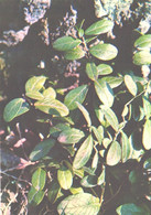 Green Pharmacy, Vaccinium Vitis-idaea L., 1981 - Medicinal Plants