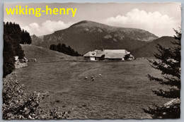 Münstertal - S/w Almgaststätte Und Jungviehweide Kälbelescheuer 1   Im Schwarzwald - Münstertal