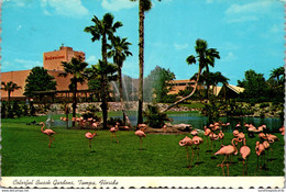 Florida Tampa Busch Gardens Colorful Flamingos 1977 - Tampa