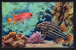 (RECTO / VERSO) MONACO - AQUARIUM - N° 6 - GRAMISTES ET HOLOCENTRUS - FORMAT CPA - Oceanografisch Museum