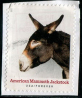 VEREINIGTE STAATEN ETATS UNIS USA 2021 HERITAGE BREEDS: AMERICAN MAMMOTH JACKSTOCK F USED PAPER SC 5587 MI 5820 YT 5429 - Oblitérés