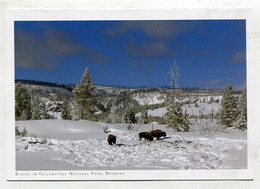 AK 072516 USA - Wyoming - Yellowstone National Park - Bisons - Yellowstone