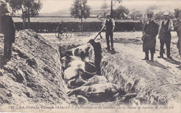 Halen - Begraven Van Paarden Op Het Slagveld - Halen