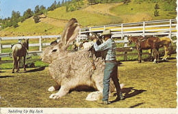 CP Etats-Unis 1983 ID - Saddling Up Big Jack - Sonstige & Ohne Zuordnung