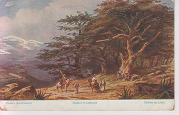 CPA Illustrateur Perlberg - Cedars Of Lebanon / Cèdres Du Liban - Perlberg, F.