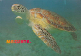 CPM / TORTUE MAZUNTE MEXIQUE + TIMBRE L ORQUE - Turtles