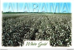 Alabama Cotton Field "White Gold" - Other & Unclassified