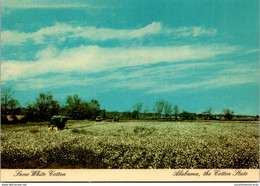 Alabama The Cotton State Showing Snow White Cotton Field - Other & Unclassified