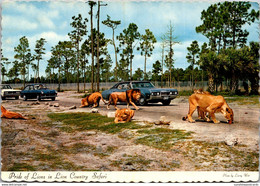 Florida West Palm Beach Lion Country Safari Pride Of Lions - West Palm Beach