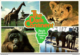 Florida Tampa Busch Gardens The Dark Continent Elephants Giraffes Gorilla And Lion Cub - Tampa