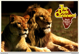 Florida Tampa Busch Gardens The Dark Continent Lions - Tampa