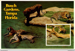 Florida Tampa Busch Gardens The Dark Continent Tigers - Tampa
