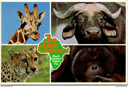 Florida Tampa Busch Gardens The Dark Continent Giraffe Cape Buffalo Cheetah And Orangutans - Tampa