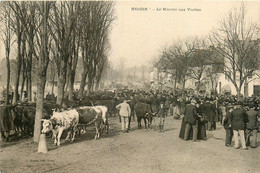 Hesdin * Place Et Le Marché Aux Vaches * Foire Aux Bestiaux - Hesdin