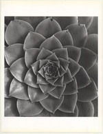 Horst P. Horst: Aednium Holochrrysum 1945 (Sheet-Fed Gravure 1992: Form Horst 27 X 35.5 CM) - Non Classificati