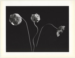 Horst P. Horst: Poppies 1989 (Sheet-Fed Gravure 1992: Form Horst 27 X 35.5 CM) - Sin Clasificación