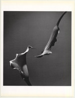Horst P. Horst: Two Callas 1989 (Sheet-Fed Gravure 1992: Form Horst 27 X 35.5 CM) - Unclassified