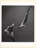 Horst P. Horst: Two Callas 1989 (Sheet-Fed Gravure 1992: Form Horst 27 X 35.5 CM) - Sin Clasificación