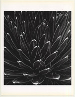 Horst P. Horst: Victoria Regina Agave 1945 (Sheet-Fed Gravure 1992: Form Horst 27 X 35.5 CM) - Sin Clasificación