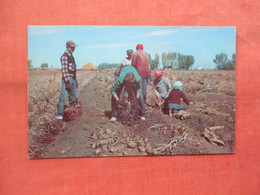 Harvesting    Idaho  Russett Potato  Idaho >  - Idaho >ref 5733 - Otros & Sin Clasificación