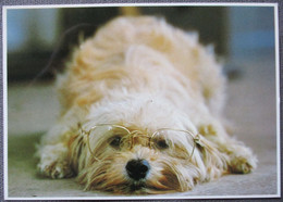 USA UNITED STATES DOG AND GLASSES JOHN WAGNER PHOTO CARD KARTE POSTCARD ANSICHTSKARTE CARTOLINA CARTE POSTALE CP PC AK - Spokane