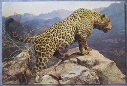 NEW YORK UNITED STATES JAGUAR HISTORY MUSEUM NATURAL GIANT XL CARTE POSTALE ANSICHTSKARTE CARTOLINA POSTCARD PC PC AK - Long Island