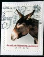 VEREINIGTE STAATEN ETATS UNIS USA 2021 HERITAGE BREEDS: AMERICAN MAMMOTH JACKSTOCK F USED PAPER SC 5587 MI 5820 YT 5429 - Oblitérés