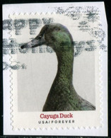 VEREINIGTE STAATEN ETATS UNIS USA 2021 HERITAGE BREEDS: CAYUGA DUCK F USED ON PAPER  SC 5591 MI 5824 YT 5433 - Oblitérés