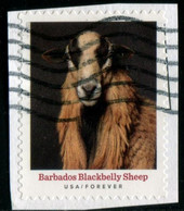 VEREINIGTE STAATEN ETATS UNIS USA 2021 HERITAGE BREEDS: BARBADOS BLACKBELLY SHEEP F USED PAPER SC 5592 MI 5825 YT 5434 - Oblitérés