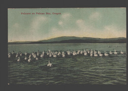 Pelican Bay - Pelicans On Pelican Bay - Altri & Non Classificati