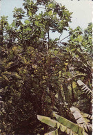 Grenada, Bread-fruit Trees, Mint - Grenada