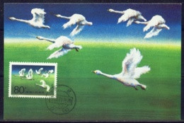 MIGRATORY BIRDS-HOVERING GEESE-MAXIMUM CARD-CHINA-1983-SCARCE-MNH-MC-49 - Geese
