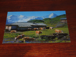 53050-              GRINDELWALD-FIRST - Vaches