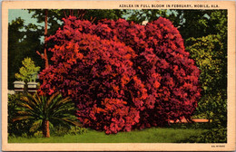 Alabama Mobile Azalea In Full Bloom In February Curteich - Mobile