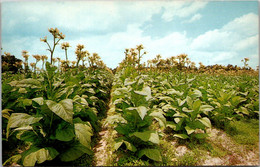 Tobacco Field Tobacco Land USA - Tobacco