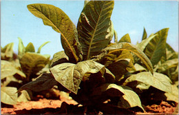 Tobacco Plant - Tabacco