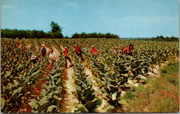 Tobacco Field Harvesting Tobacco - Tabac